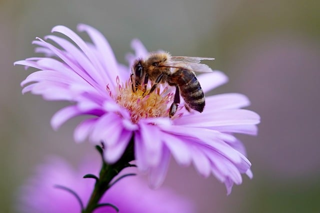 Bijen in de tuin