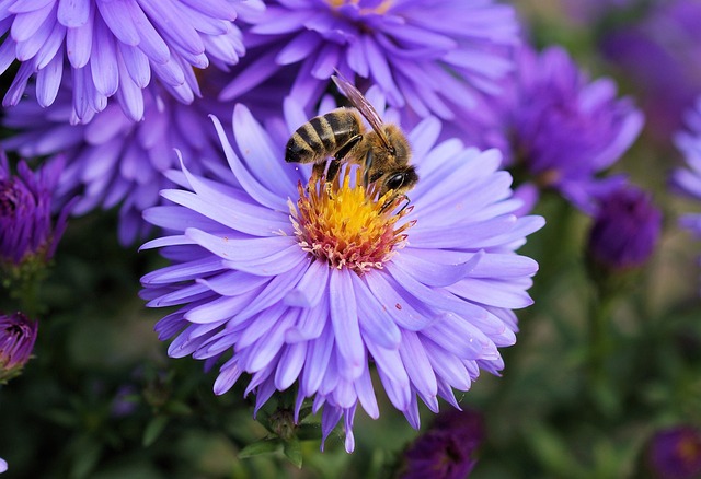 Bijen in de tuin