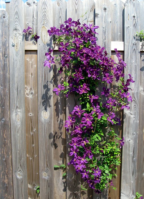 Clematis