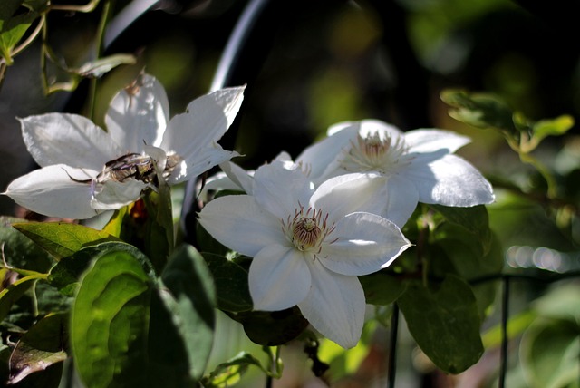 Clematis