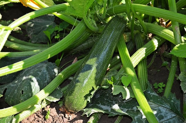 Courgette