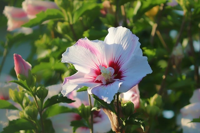 Hibiscus