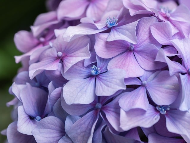 Hortensia