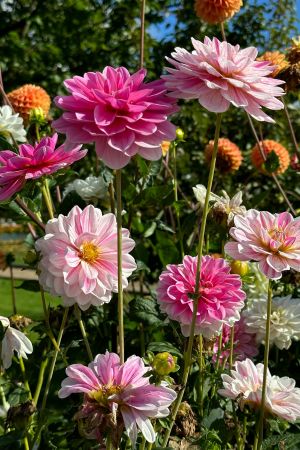 Dahlias are colourful