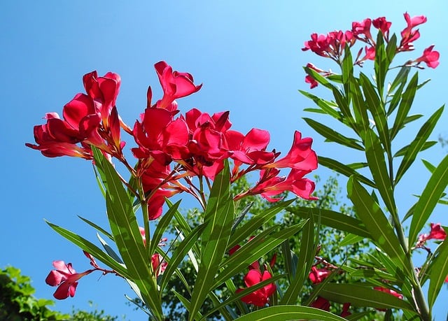 oleander