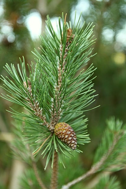 groenblijvende plant