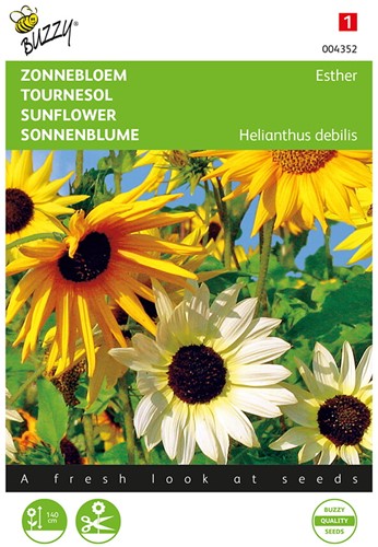 Zonnebloem Esther gemengd - Heliantus debilis