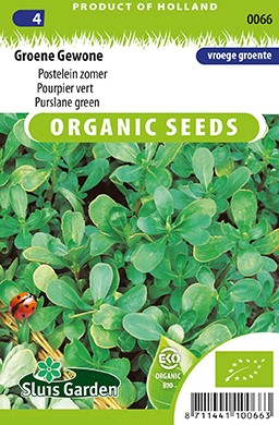 Groene Gewone Postelein zomer EKO - Portulaca