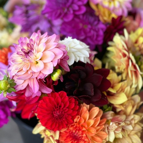 Dahlia Decoratief select mix