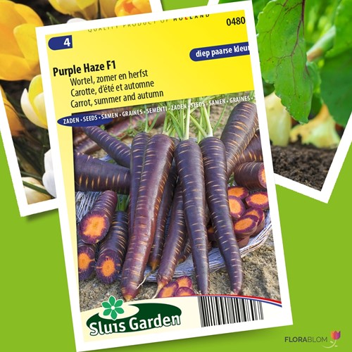 Wortel Purple Haze F1 – Daucus carota-2