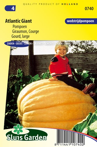 Pompoen Atlantic Giant- Cucurbita maxima