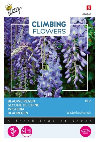 Blauwe Regen Blue - Climbing Flowers