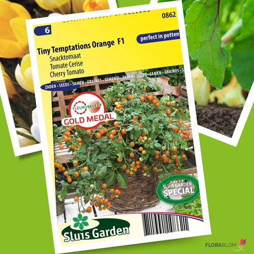 Tomaat Tiny Temptations Orange F1 - Lycopersicon lycopersicum-2