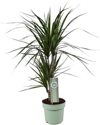 Dracaena Marginata - Ø17cm - 70cm