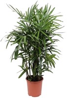Rhapis Excelsa - Ø27cm - 120cm