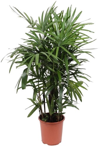 Rhapis Excelsa - Ø27cm - 120cm