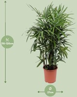 Rhapis Excelsa - Ø27cm - 120cm-2