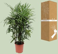 Rhapis Excelsa - Ø27cm - 120cm-3