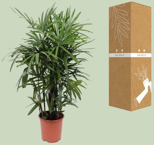 Rhapis Excelsa - Ø27cm - 120cm-3
