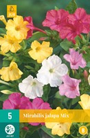 Mirabilis Jalapa Mix