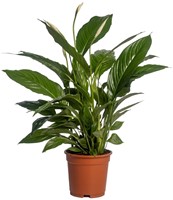 Spathiphyllum Vivaldi - Ø17cm - 70cm