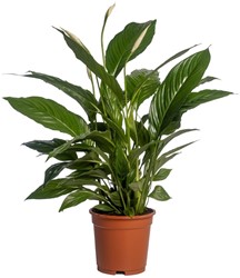 Spathiphyllum Vivaldi - Ø17cm - 70cm