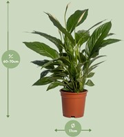 Spathiphyllum Vivaldi - Ø17cm - 70cm-2