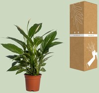 Spathiphyllum Vivaldi - Ø17cm - 70cm-3