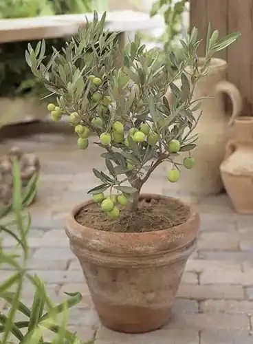 Olijfboom - Olea europaea - 1 Plant