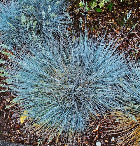 Blauw schapengras Elijah Blue - Festuca glauca (Sixpack)