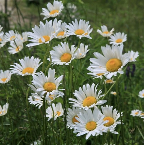 Margriet Silberprinzessche - Leucanthemum superbum