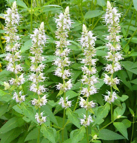 Dropplant - Agastache rugosa Alabaster