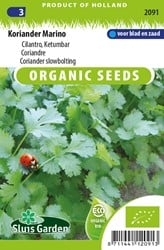 Koriander Marino - Coriandrum sativum EKO