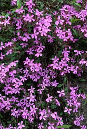 Zeepkruid Rose-Pink - Saponaria ocymoïdes
