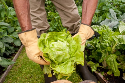 Rostaing Waterafstotende lederen handschoenen voor tuinwerkzaamheden maat 10-2