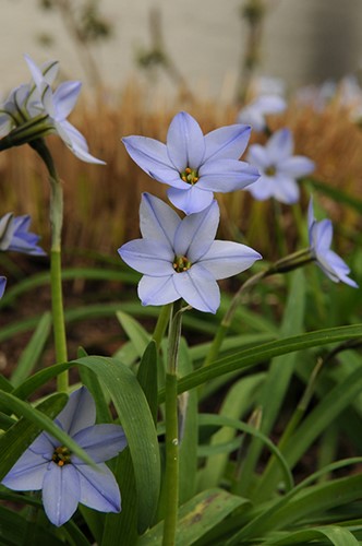 Ipheion Uniflorum Wisley Blue - Voorjaarster