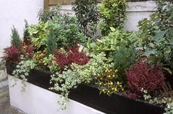 Tuinborder Wintergroene Border Modeste Herwig (56 planten)