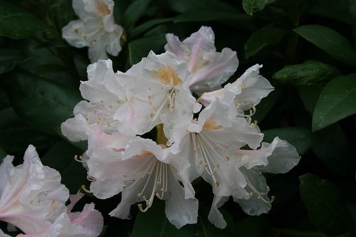 Rhododendron Cunningham's White