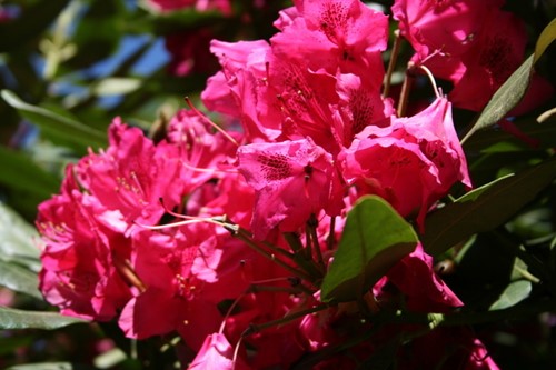 Rhododendron Nova Zembla