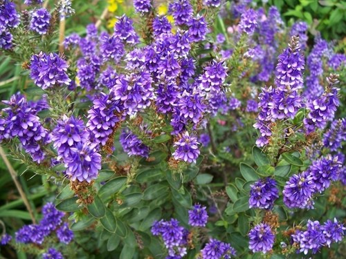 Struikveronica Variegata - Hebe Andersonii