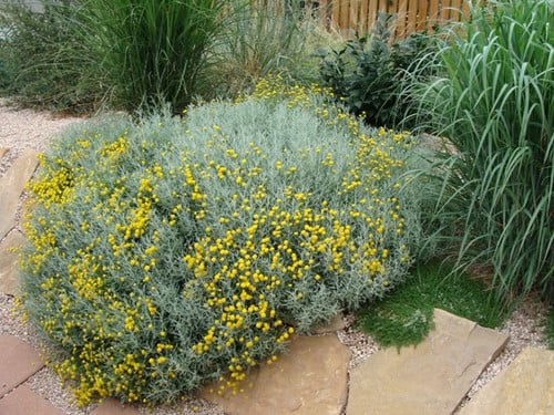 Heiligenbloem - Santolina chamaecyparissus