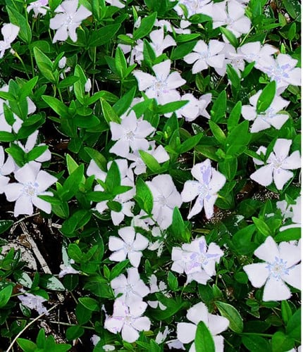 Witte Maagdenpalm Gertrude Jekyll - Vinca minor alba (Sixpack)