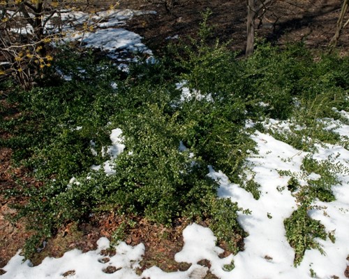 Ilex Crenata Convexa - Japanse Hulst