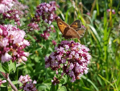 Origanum Herrenhausen - Marjolein (Sixpack)