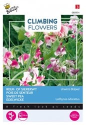 Reuk- of siererwt Unwin's Striped Lathyrus - Climbing Flowers