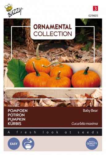 Pompoen Baby Bear - Ornamental Collection