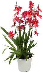 Orchidee Cambria Nelly Isler Ø19cm - 70cm