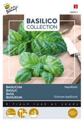 Basilicum Napolitano - Basilico Collection
