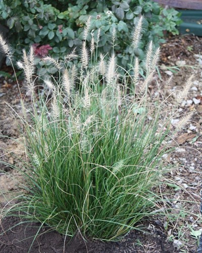 Lampenpoetsersgras Little Bunny - Pennisetum alopecuroides (Driepack)