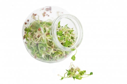 Organic Sprouting Salademix glazenpot BIO-3